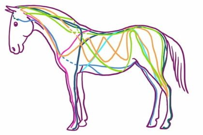 cartoon horse drawn using its fascia connective tissue