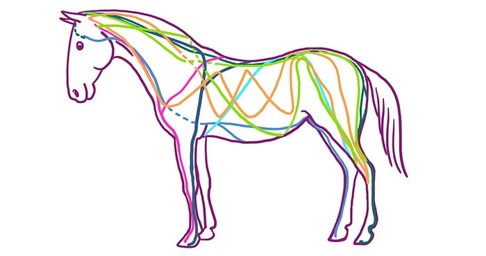 cartoon horse drawn using its fascia connective tissue