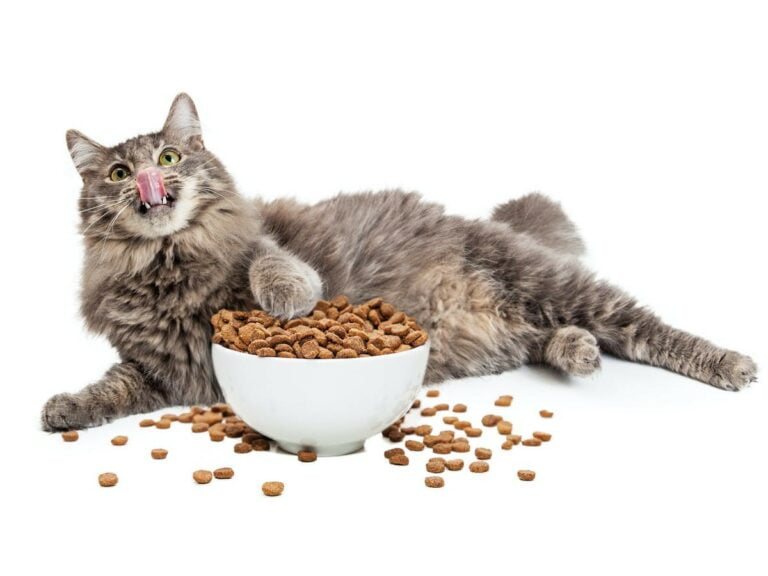 Obesity and Osteoarthritis in Pets