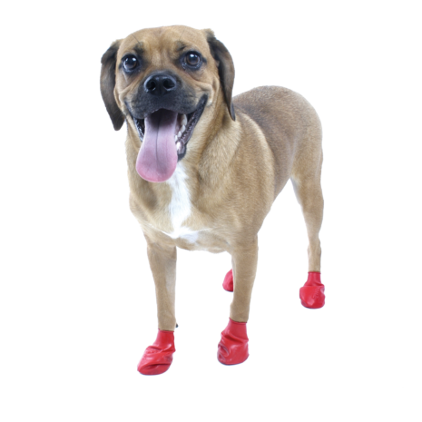 red sticky paws, holistic pet