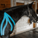 Hesta_July_079.jpg