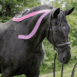 Hesta_July_098.jpg